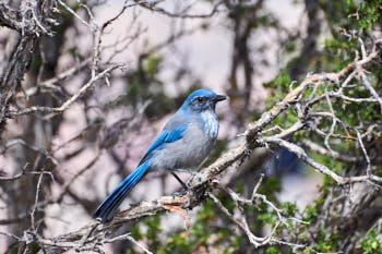 Wildlife Yellowstone<br>NIKON D4, 300 mm, 400 ISO,  1/640 sec,  f : 8 